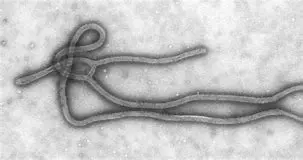Image for Abola : Tout comprendre sur la maladie à virus Ebola