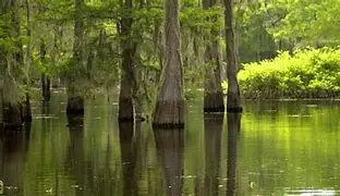 Image for Bayou : Plongez au Cœur de ces Écosystèmes Uniques