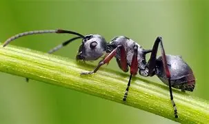 Image for Découvrir le Monde Fascinant des Fourmis : Organisation, Communication et Impact sur l'Environnement