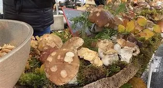 Image for Foire aux Champignons de Saint-Bonnet-le-Froid : Un automne gourmand en Haute-Loire