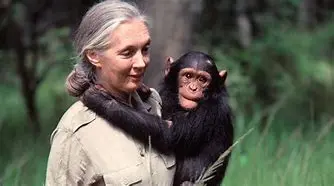Image for Jane Goodall : La Femme qui a Révolutionné notre Compréhension des Chimpanzés