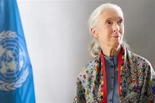 Image for Jane Goodall : Messagère de la Paix de l'UNESCO et Icône de la Conservation