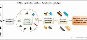 Image of L'Ouette d'Égypte : Beauté Exotique ou Menace Invasive ?