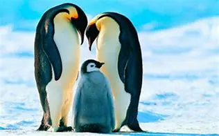 Image of Le Manchot : Un Oiseau Marin Fascinant et Adapté aux Conditions Extrêmes