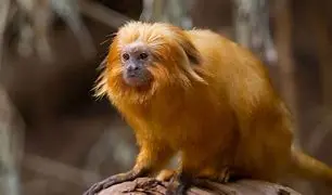 Image for Le Singe Doré : Une Merveille Enigmatique des Montagnes Chinoises
