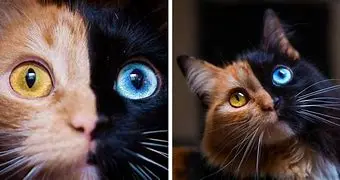 Image for Les fascinants yeux de chat : un guide complet