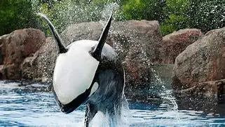 Image for Marineland : Plongée au Cœur du Monde Marin, Entre Spectacles et Controverses