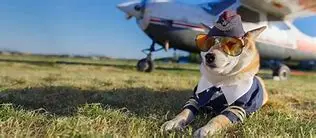 Image for Voyager en avion avec son chien : guide complet et conseils pratiques