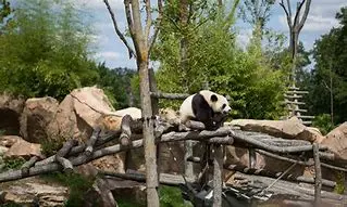 Image for ZooParc de Beauval : Un voyage inoubliable au cœur de la biodiversité